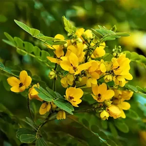 CASSIA BIFLORA