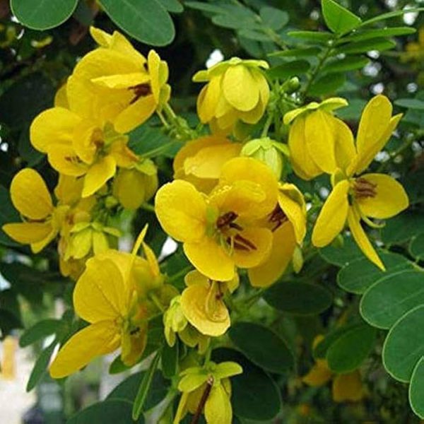 CASSIA GLAUCA - Image 4