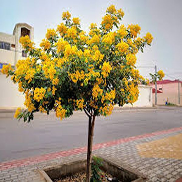 CASSIA GLAUCA - Image 2