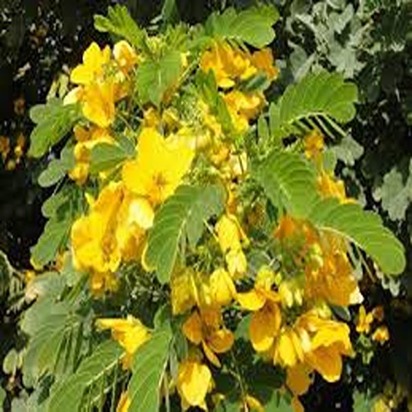 CASSIA GLAUCA - Image 3