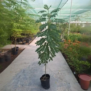 CASSIA GLAUCA