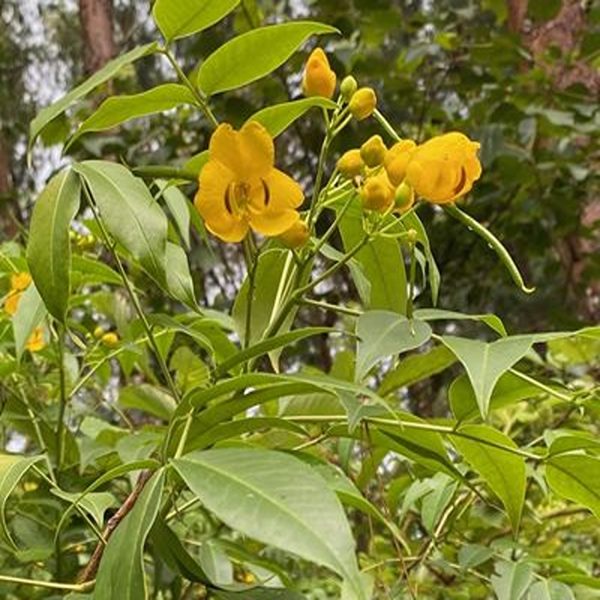 CASSIA LAEVIGATA - Image 5