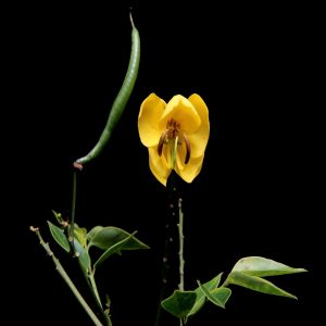 CASSIA LAEVIGATA