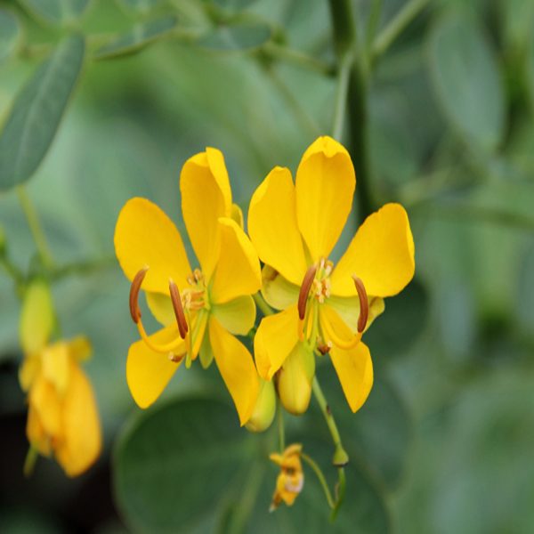CASSIA LAEVIGATA - Image 3