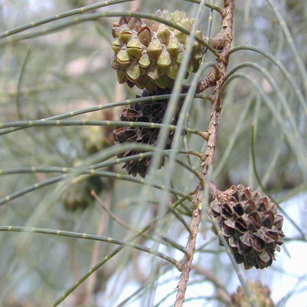 CASURINA EQUISETIFOLIA - Image 4
