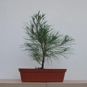 CASURINA EQUISETIFOLIA