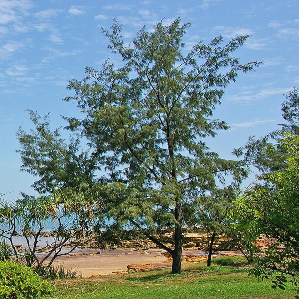 CASURINA EQUISETIFOLIA - Image 2