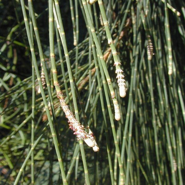 CASURINA EQUISETIFOLIA - Image 3