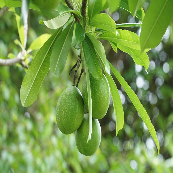 CERBERA ODOLLAM