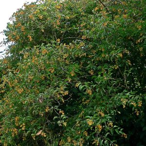 CESTRUM AURANTIACUM