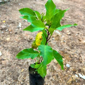 CESTRUM AURANTIACUM
