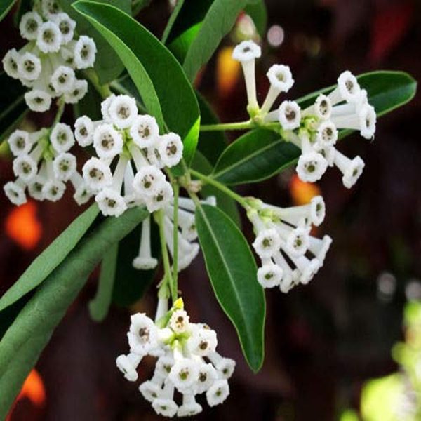 CESTRUM DIURNUM - Image 4