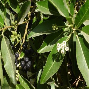 CESTRUM DIURNUM