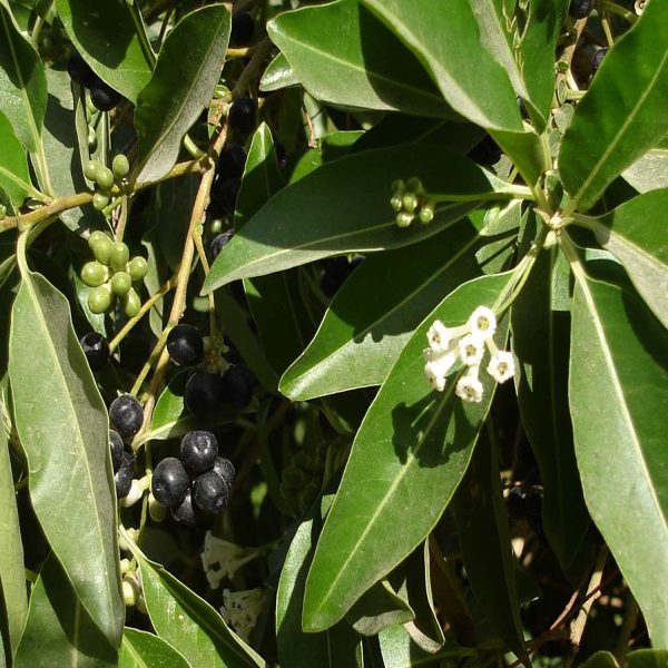 CESTRUM DIURNUM - Image 2
