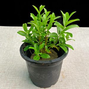 CESTRUM DIURNUM
