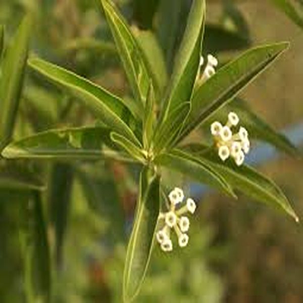 CESTRUM DIURNUM - Image 3