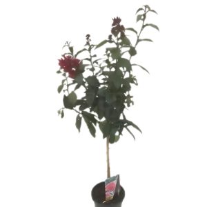 CESTRUM ELEGANS