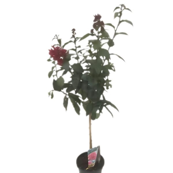 CESTRUM ELEGANS