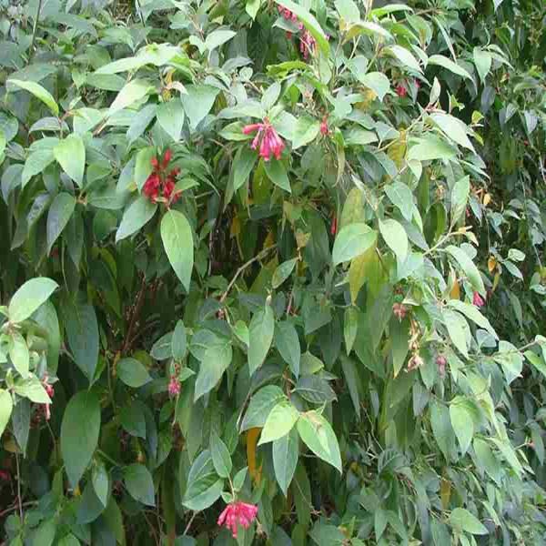 CESTRUM ELEGANS - Image 3
