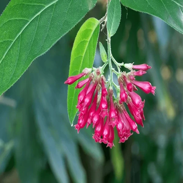 CESTRUM ELEGANS - Image 4