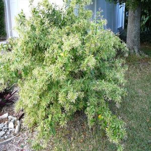 CESTRUM NOCTURNUM