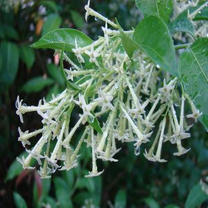 CESTRUM NOCTURNUM