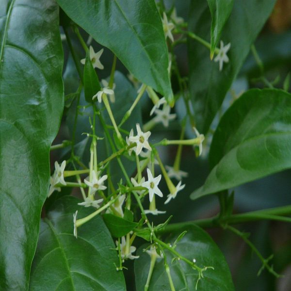 CESTRUM NOCTURNUM - Image 3