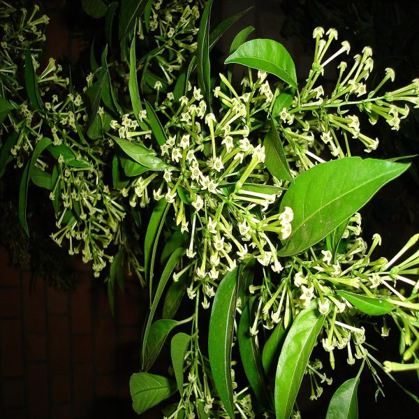CESTRUM NOCTURNUM - Image 4