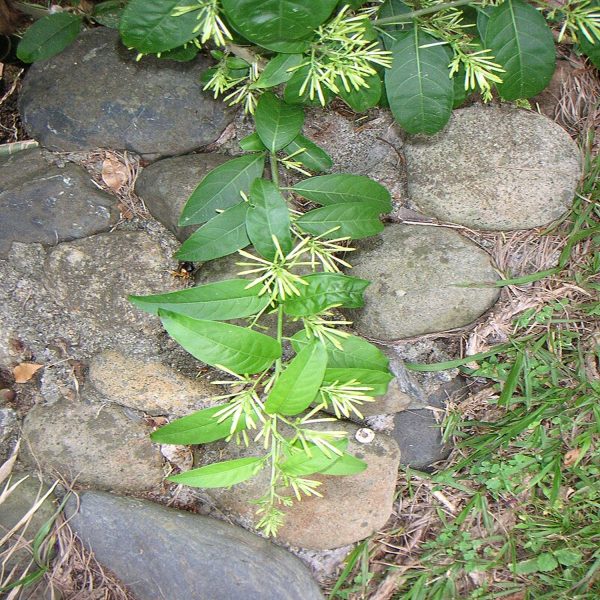 CESTRUM NOCTURNUM - Image 5