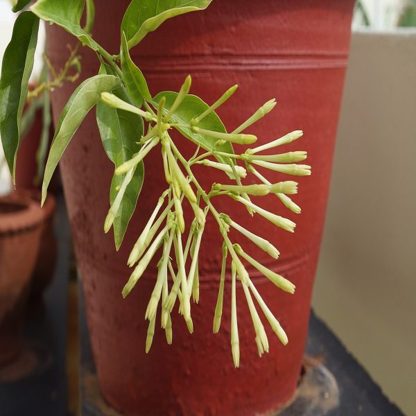 CESTRUM NOCTURNUM - Image 6