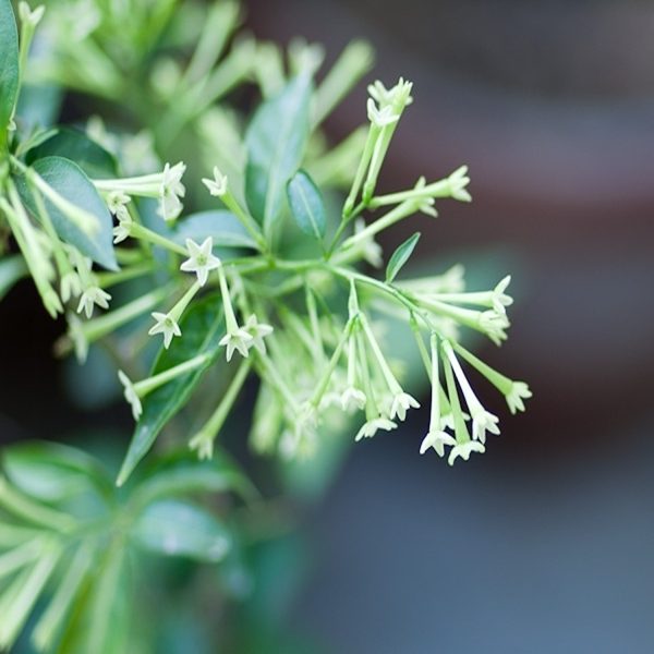 CESTRUM NOCTURNUM - Image 7