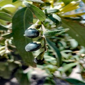 CESTRUM PARQUI