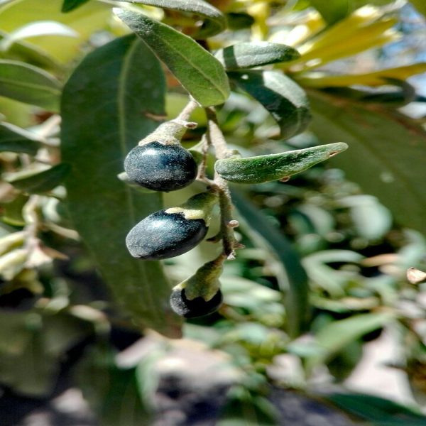 CESTRUM PARQUI