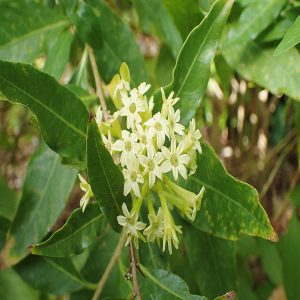 CESTRUM PARQUI