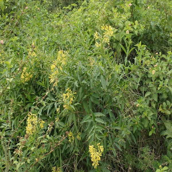 CESTRUM PARQUI - Image 3