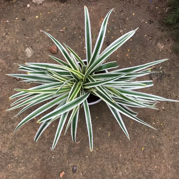 PHP-CHLOROPHYTUM LAXUM - Image 3