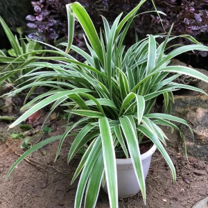 PHP-CHLOROPHYTUM LAXUM