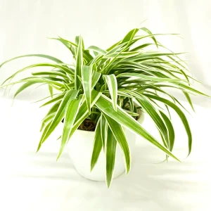 PHP-CHLOROPHYTUM LAXUM