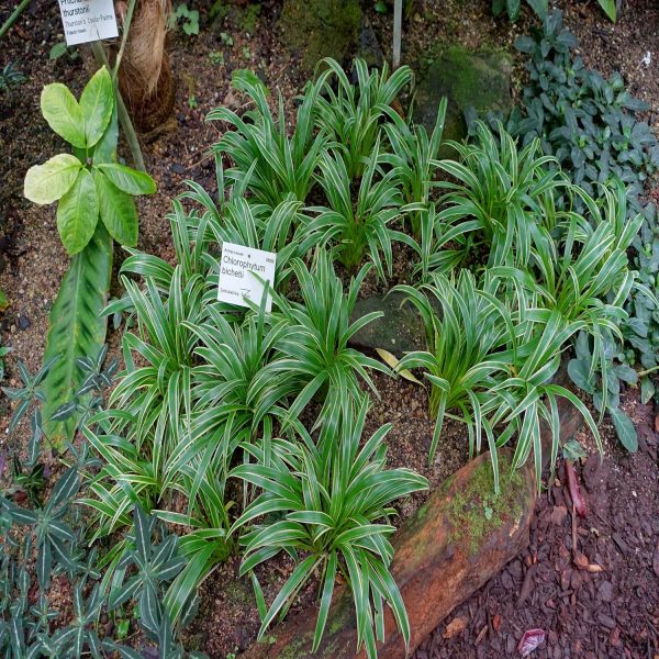 HP-CHLOROPHYTUM LAXUM - Image 3
