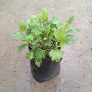 CHRYSANTHEMUM SPP.
