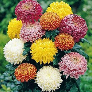 CHRYSANTHEMUM SPP.