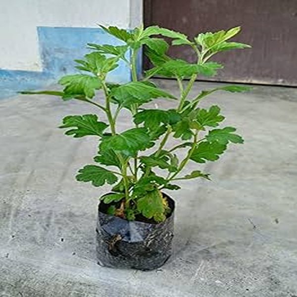 CHRYSANTHEMUM - Image 3