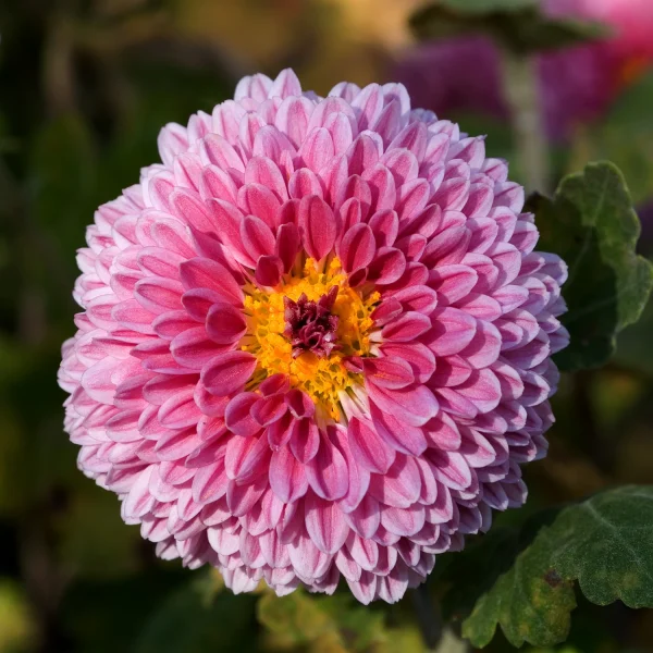 CHRYSANTHEMUM - Image 4