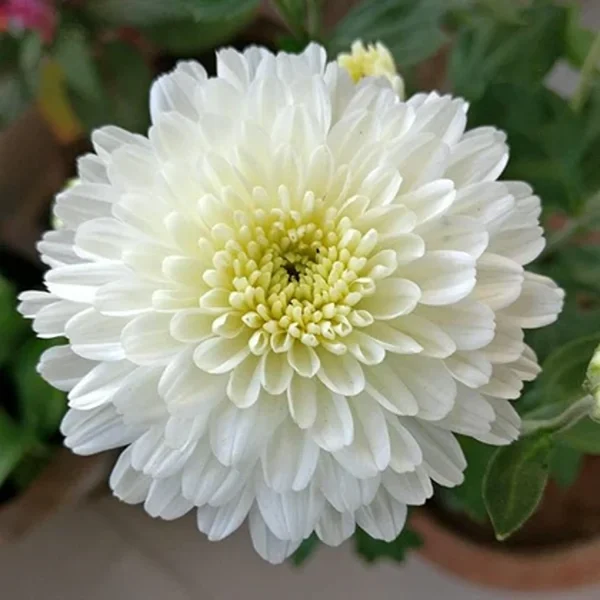 CHRYSANTHEMUM - Image 5