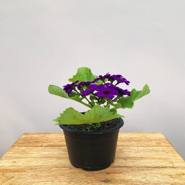 CINERARIA SPP. - Image 4