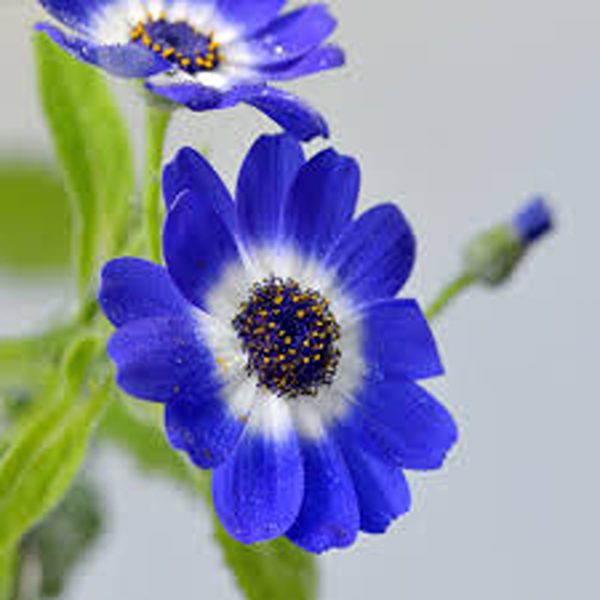 CINERARIA SPP. - Image 2