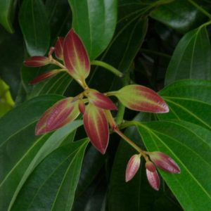 CINNAMOMUM ZEYLANICUM