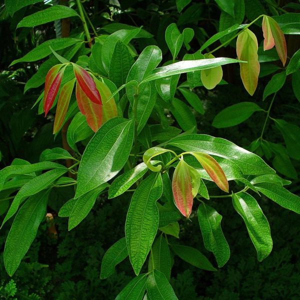 CINNAMOMUM ZEYLANICUM - Image 3