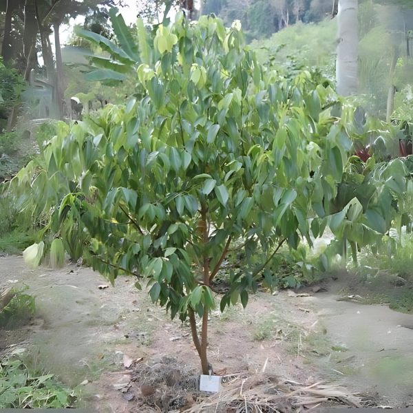 CINNAMOMUM ZEYLANICUM - Image 4