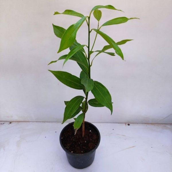 CINNAMOMUM ZEYLANICUM
